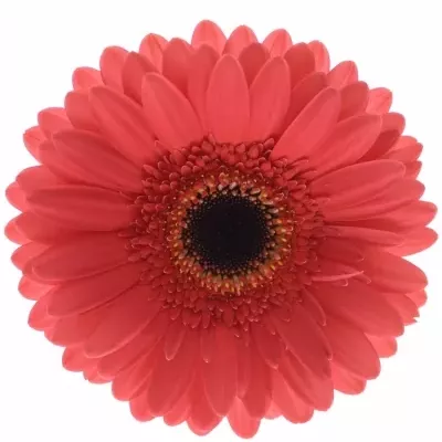 Gerbera GR FIVE STAR 10cm