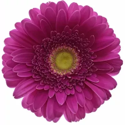 GERBERA GR FLAMENCO 10cm