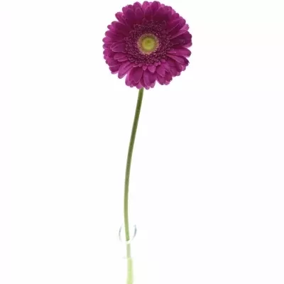 GERBERA GR FLAMENCO 10cm