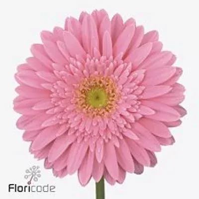 Gerbera GR FLORA