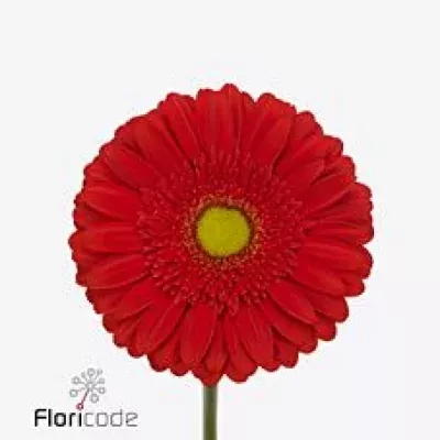 Gerbera GR FORBES