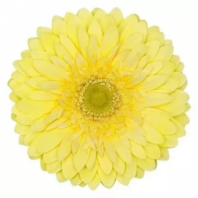 Gerbera GR FULL MOON 10cm