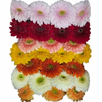 Gerbera GR GERPONI MIX