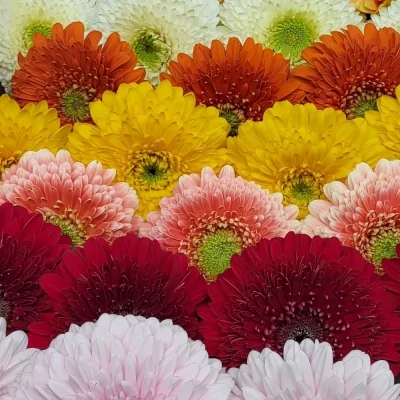 Gerbera GR GERPONI MIX