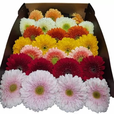 Gerbera GR GERPONI MIX