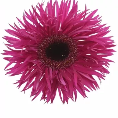 Gerbera GR GERSP FANTASIA 10cm