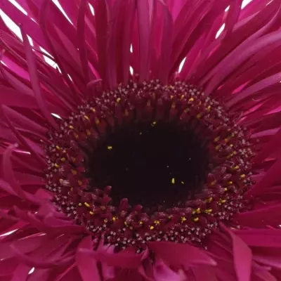 Gerbera GR GERSP FANTASIA 10cm