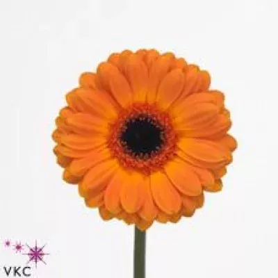 Gerbera GR GIANA