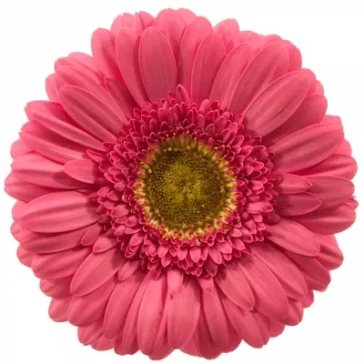 Gerbera GR GIRLFRIEND 10cm