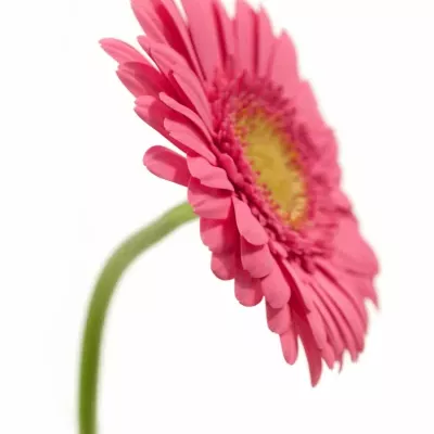 Gerbera GR GIRLFRIEND 10cm