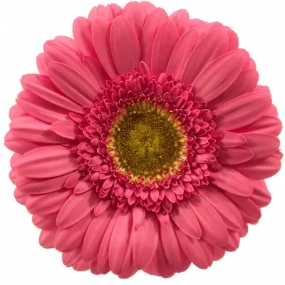 Gerbera GR GIRLFRIEND 10cm