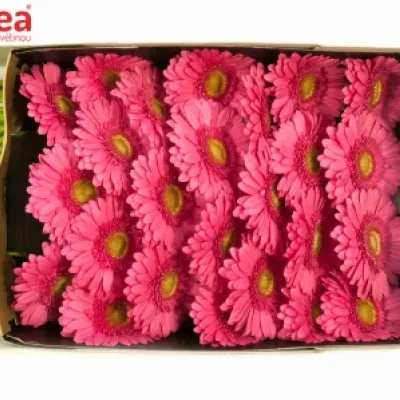 Gerbera GR GIRLFRIEND 10cm