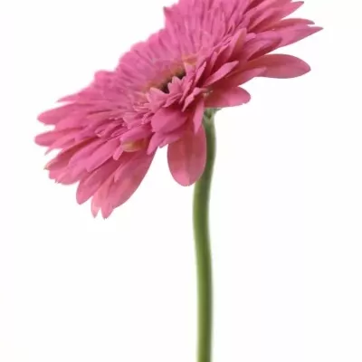 Gerbera GR GLAMOUR 10cm