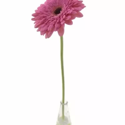 Gerbera GR GLAMOUR 10cm