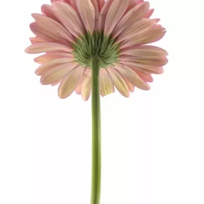 Gerbera GR GLAMOUR 10cm