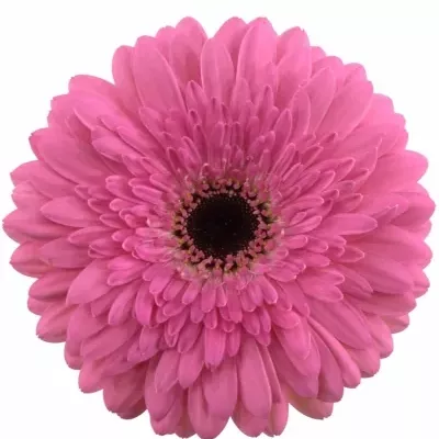 Gerbera GR GLAMOUR 10cm