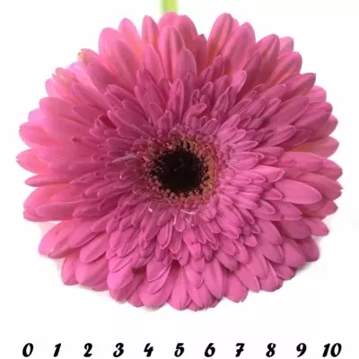 Gerbera GR GLAMOUR 10cm