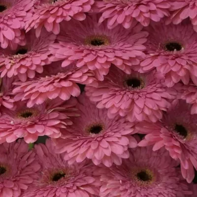 Gerbera GR GLAMOUR 10cm