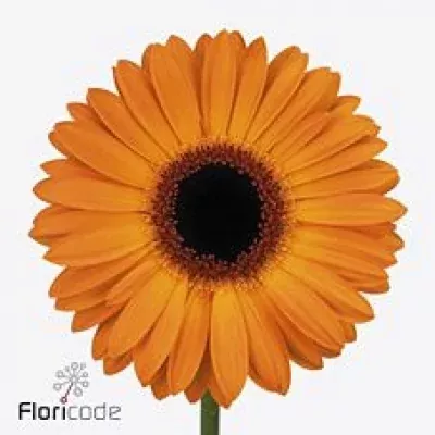 Gerbera GR GOLDEN SERENA