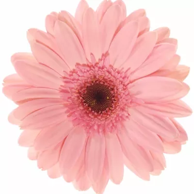 Gerbera GR GRIZZLY 10cm