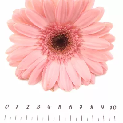 Gerbera GR GRIZZLY 10cm