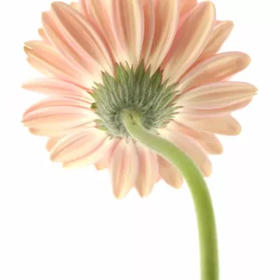 Gerbera GR GRIZZLY 10cm