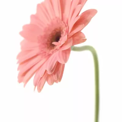 Gerbera GR GRIZZLY 10cm