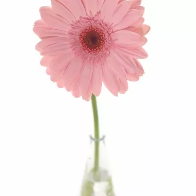 Gerbera GR GRIZZLY 10cm