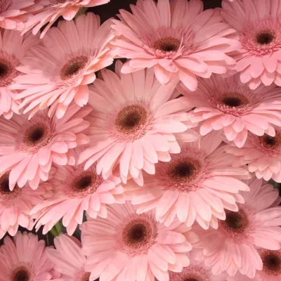 Gerbera GR GRIZZLY 10cm