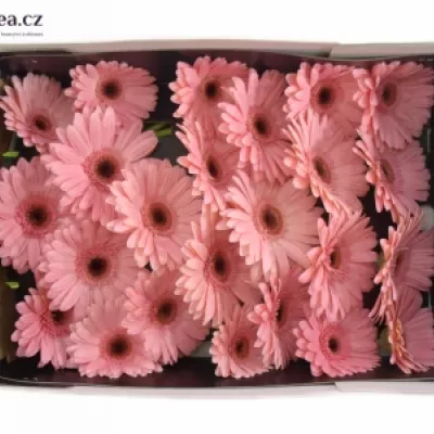 Gerbera GR GRIZZLY 10cm