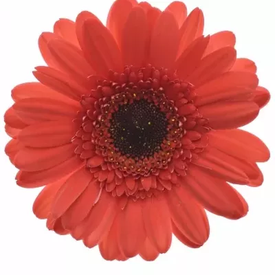 Gerbera GR HAMPTONS 10cm