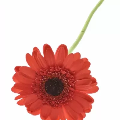 Gerbera GR HAMPTONS 10cm