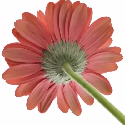 Gerbera GR HAMPTONS 10cm