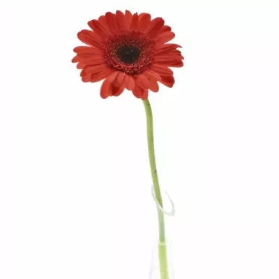 Gerbera GR HAMPTONS 10cm