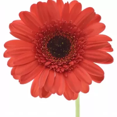 Gerbera GR HAMPTONS 10cm