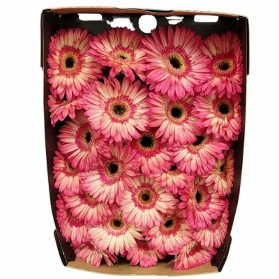 Gerbera GR HIPPIE CHIC