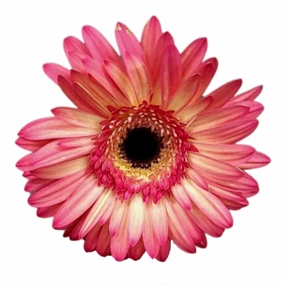 Gerbera GR HIPPIE CHIC