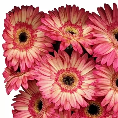 Gerbera GR HIPPIE CHIC