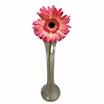 Gerbera GR HIPPIE CHIC