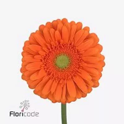 Gerbera GR HOLLANDAISE