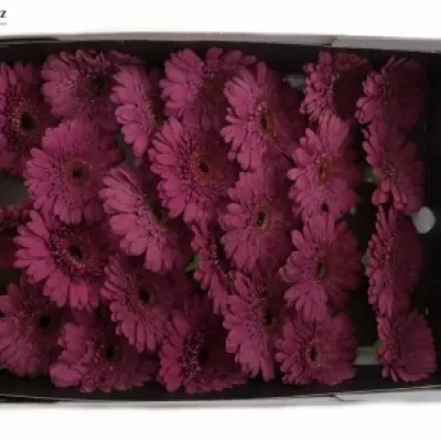 GERBERA GR HOLLISTER