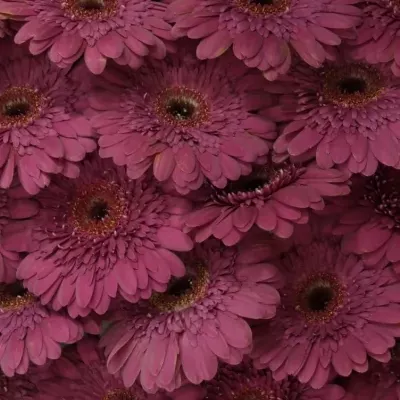 GERBERA GR HOLLISTER