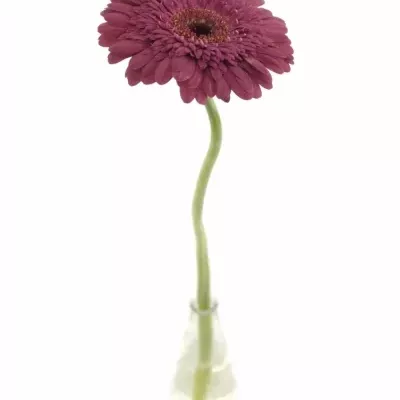 GERBERA GR HOLLISTER