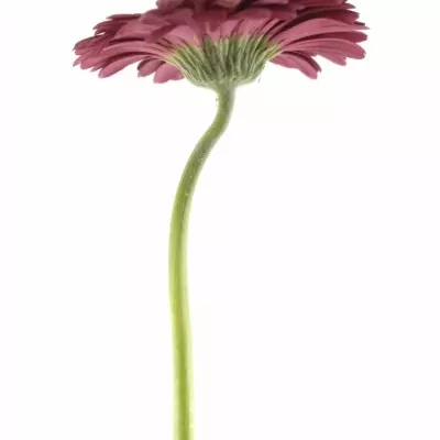 GERBERA GR HOLLISTER