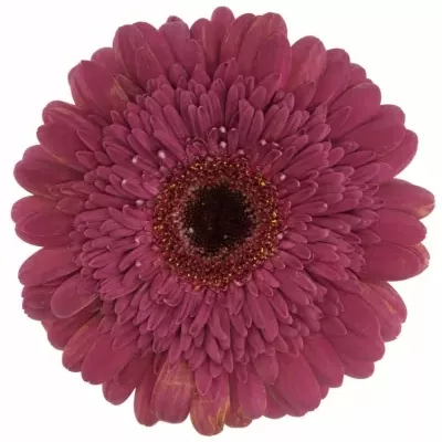 GERBERA GR HOLLISTER