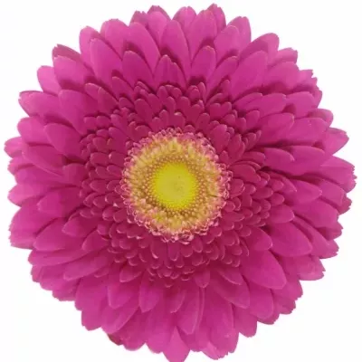 Gerbera GR HOLLYWOOD 10cm