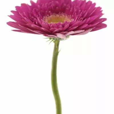 Gerbera GR HOLLYWOOD 10cm