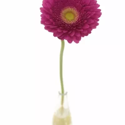 Gerbera GR HOLLYWOOD 10cm