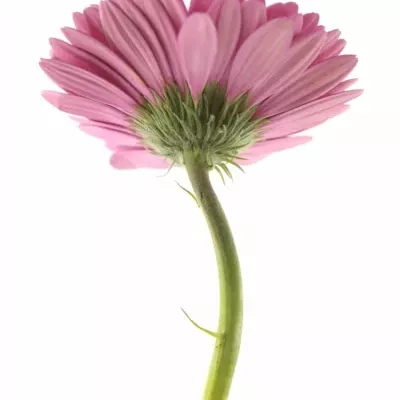 Gerbera GR HOLLYWOOD 10cm