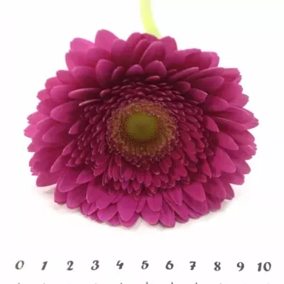 Gerbera GR HOLLYWOOD 10cm